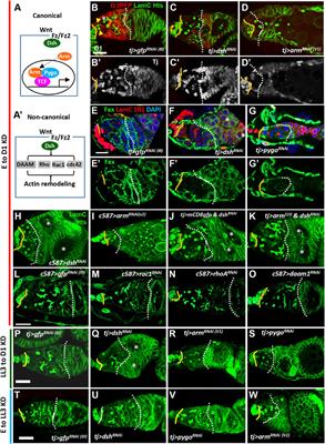 Canonical Wnt Signaling Promotes Formation of Somatic Permeability Barrier for Proper Germ Cell Differentiation